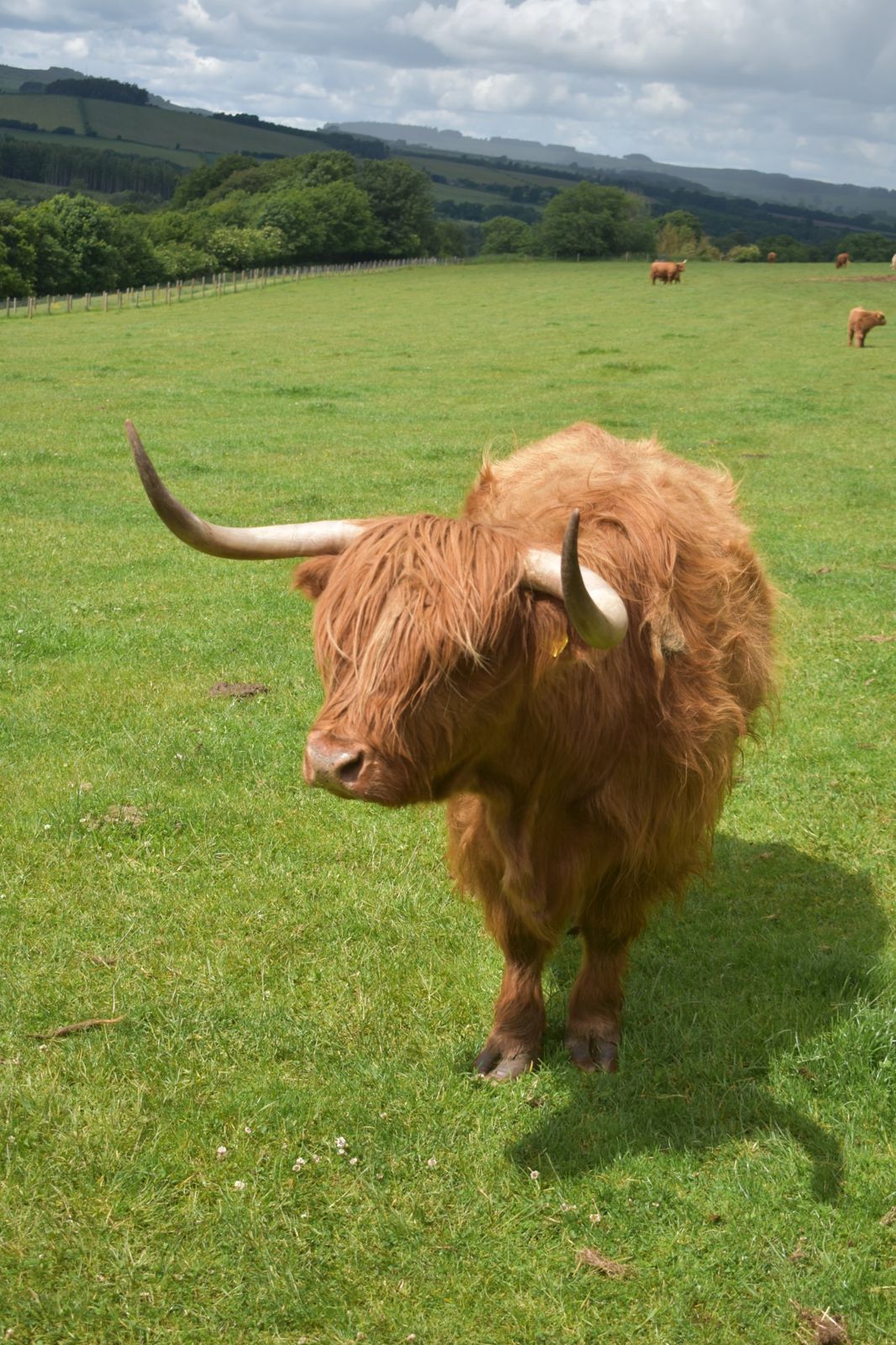 A shaggy Highland cow in a Scottish pasture.