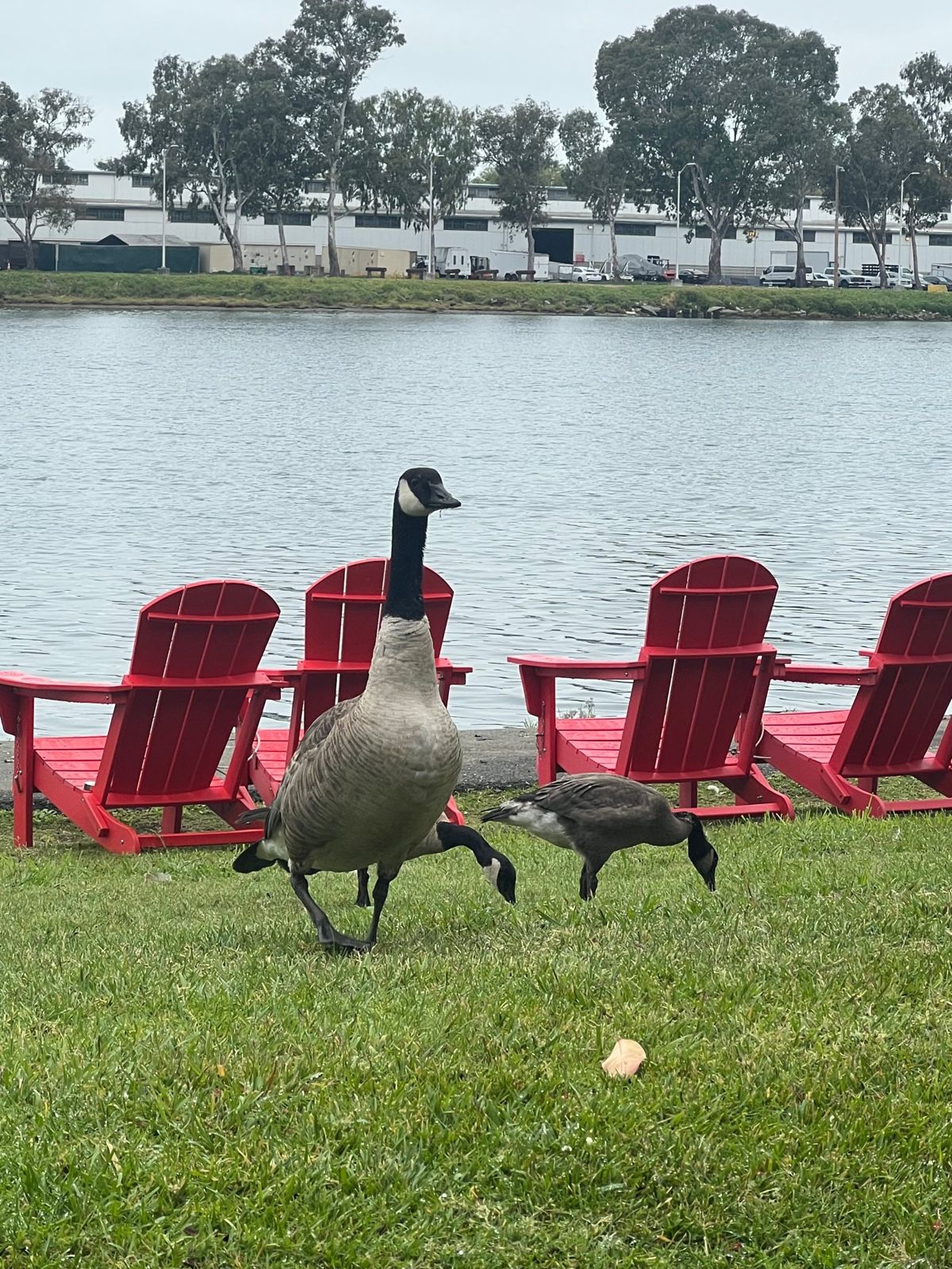 A Canada goose stands tall, head up and alert, while two others graze with bills in the grass beside red Adirondack chairs at the edge of an inlet.