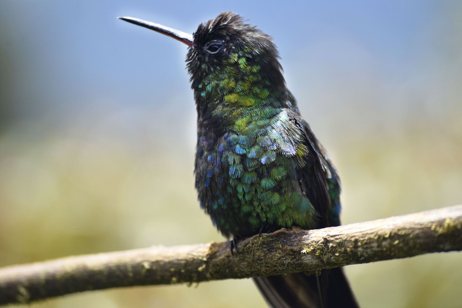 An iridescent green hummingbird perched on a bare branch.