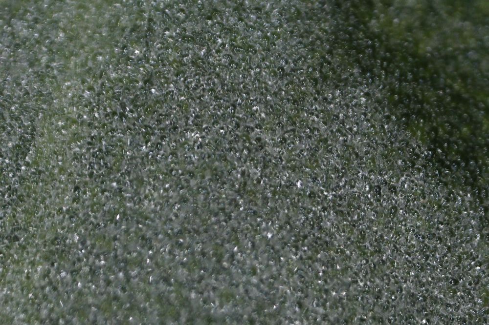 Macro photograph: Purslane, dome detail.