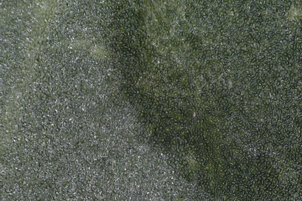 Macro photograph: Purslane, ruptured and index-matched.