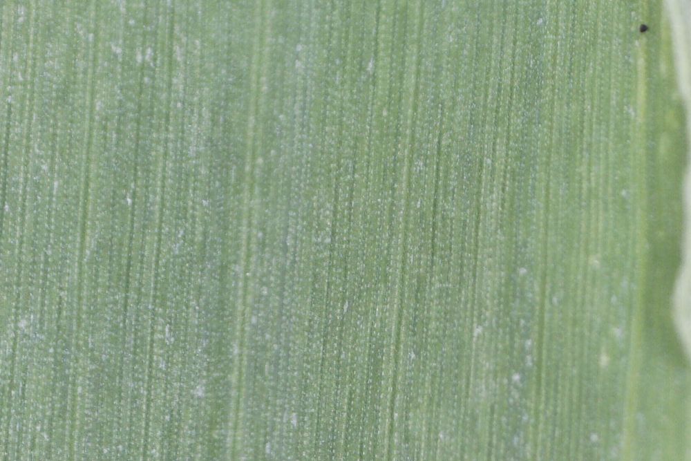 Macro photograph: Bristlegrass, silica rows on the blade.