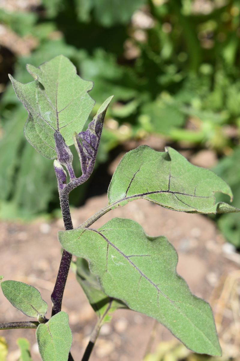 An eggplant seedling with broad green leaves.