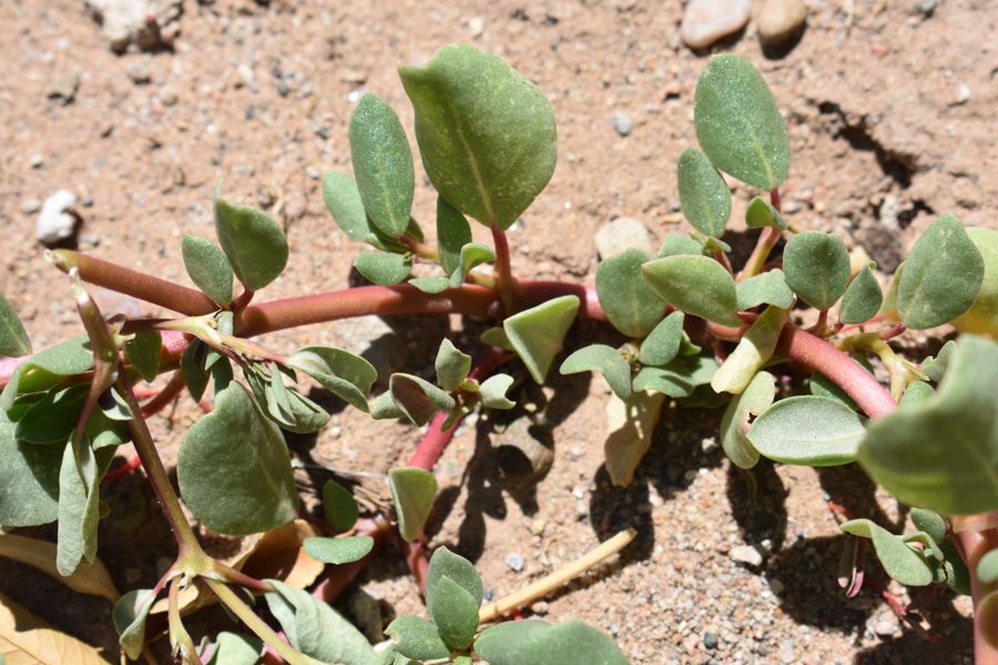 Desert horse purslane, a low succulent with red stems, spreading on sandy soil.