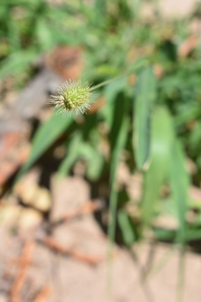 Green bristlegrass with a bristly seed head among grass blades.
